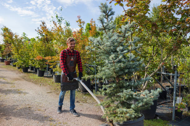 Best Root Management and Removal  in Fall City, WA